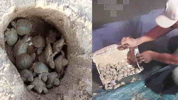 Sernap liberará al río Manuripi más de 2.500 tortugas para la conservación de especies en peligro de extinción