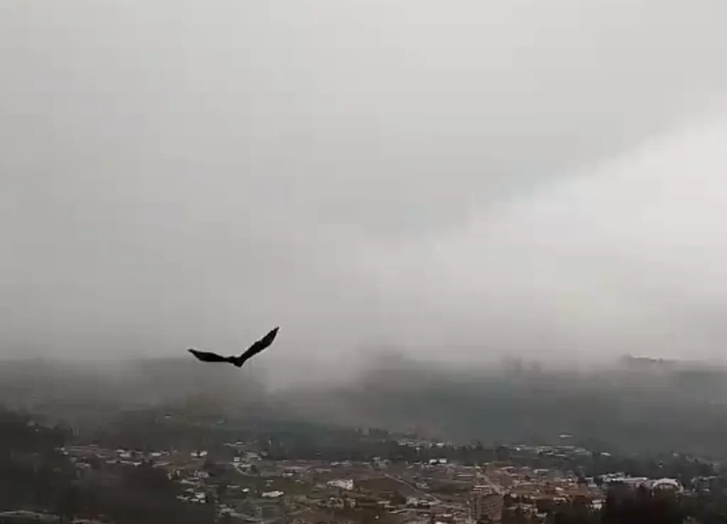 Liberan 4 allkamaris del Bioparque Vesty Pakos a su hábitat natural