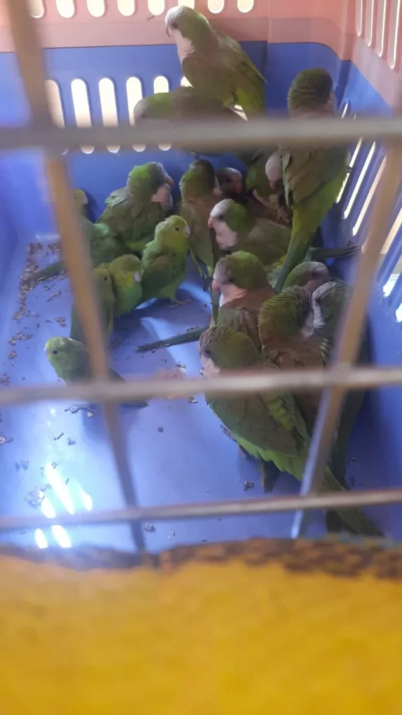 Ministerio Público investiga un hecho por el delito de Tráfico Ilegal de Vida Silvestre en Oruro