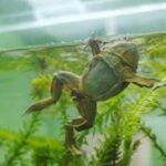 Alianza entre el Bioparque Vesty Pakos y Laboratorios Bagó para la conservación de la rana gigante del lago Titicaca