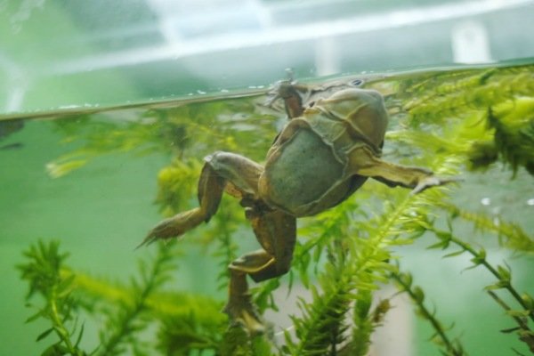 Alianza entre el Bioparque Vesty Pakos y Laboratorios Bagó para la conservación de la rana gigante del lago Titicaca