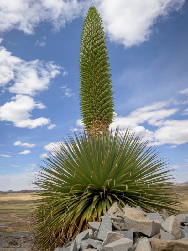 Puya raimondii, símbolo de resistencia andina en la Asamblea