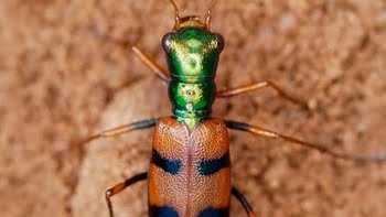 El escarabajo tigre de la Chiquitania está en un concurso internacional y necesita tu voto