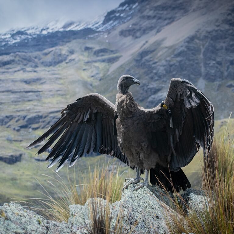 Liberan en Palca a «Anticucha – Katupaya», el cóndor hembra rescatado hace casi dos meses