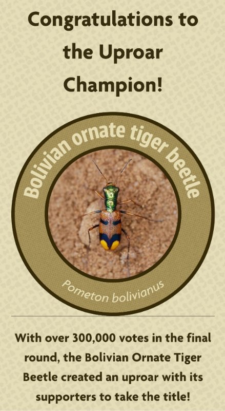 El Escarabajo Tigre boliviano se consagra campeón mundial de conservación y asegura fondos para su protección