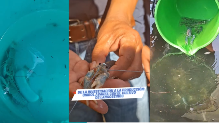 Universidad Indígena siembra langostinos en busca de nuevas oportunidades productivas