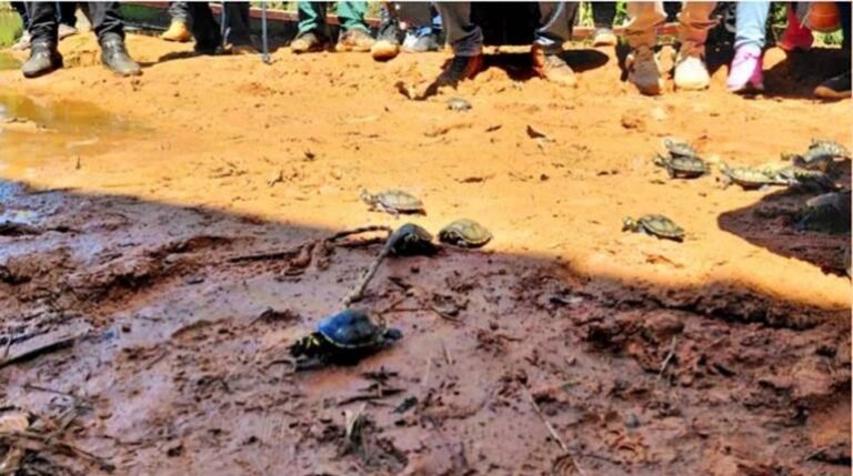 El exitoso plan de repoblamiento de tortugas en el río Manuripi