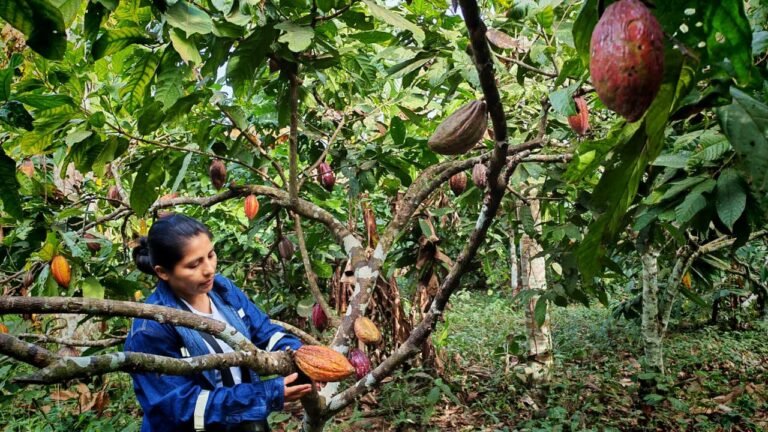 Evalúan la producción de cacao en Palos Blancos para fortalecer la productividad y sostenibilidad
