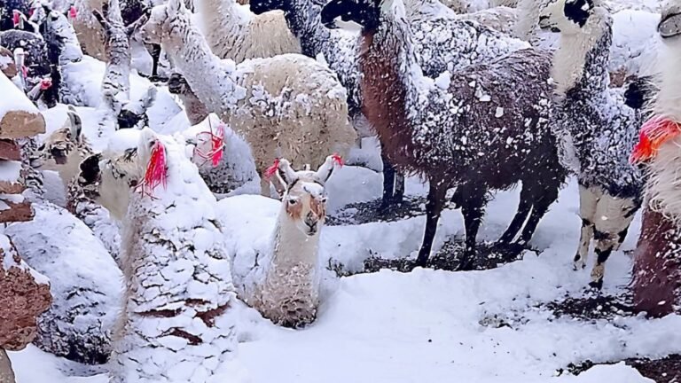Potosí bajo cero: nieve pone en riesgo a más de 165.000 camélidos y ovinos