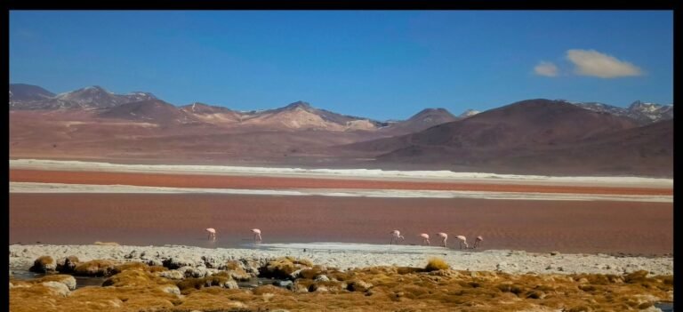 Este viernes se reanudan las visitas a la Reserva Nacional de Fauna Andina Eduardo Avaroa tras intensa nevada