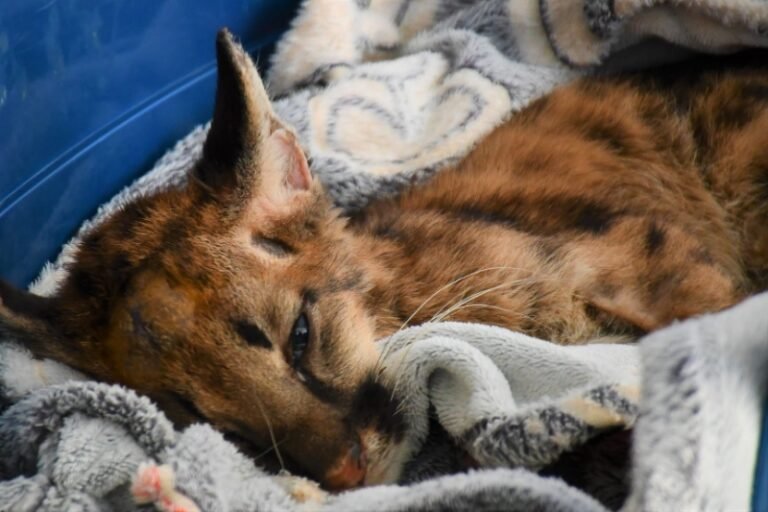 El puma Valentín lucha por su vida tras sufrir una grave fractura de cráneo y no poder ponerse en pie