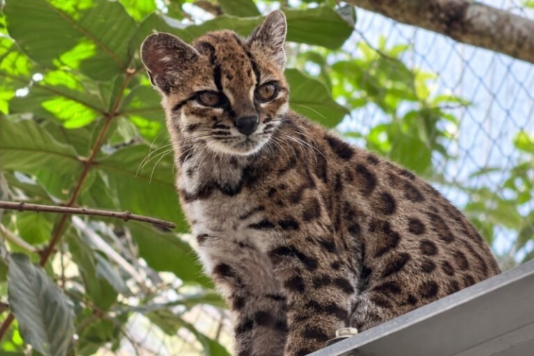 Tilcayo, el pequeño felino de los Yungas que sorprende al mundo de la mano de dos investigadores de la UMSA