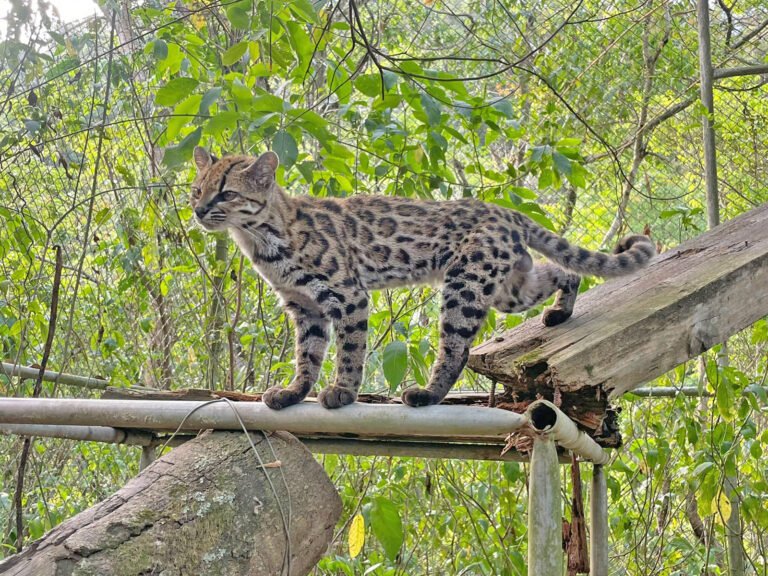 Tilcayo será la mascota oficial de los Juegos Bolivarianos La Paz 2029